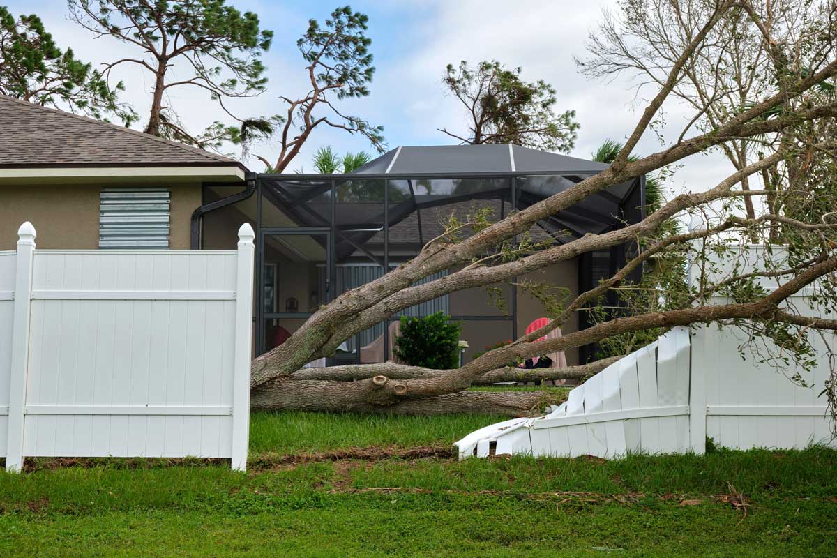 A collapse white, vinyl fence knocked down by a large tree in a home yard